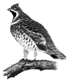 Nr. Crt Cod Specia 3. A104 Bonasa bonasia Ieruncă 4. A021 Botaurus stellaris - Buhaiul de baltă 5. A224 Caprimulgus europaeus Caprimulg 6.