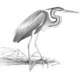 Nr. Crt Cod Specia 3. A029 Ardea purpurea - Stârc rosu 4. A222 Asio flammeus - Ciuf de câmp 5. A021 Botaurus stellaris - Buhaiul de baltă 6. A196 Chlidonias hybridus - Chirighită cu obraz alb 7.
