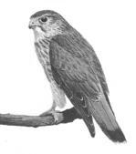 Nr. Crt Cod Specia 17. A098 Falco columbarius - Şoim de iarnă 18. A321 Ficedula albicollis Muscar gulerat 19.