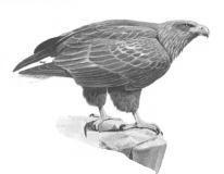 Fundacul polar este prezent constant în exemplare izolate pe lungul văii Oltului, chiar si iarna.   20. A127 Grus grus Cocor Cocorul apare doar accidental în exemplare răzlete care par să fie imaturi.