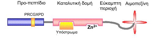 Εισαγωγή Το μοτίβο δέσμευσης Zn συνδεδεμένο με τρία μόρια ιστιδίνης με τη συντηρημένη αλληλουχία HEXGHXXGXXH βρίσκεται στην καταλυτική περιοχή (Raffetto and Khalil, 2008). Εικόνα Ε.2: Δομή των ΜΜΡs.