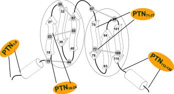 Σκοπός ΡΤΝ 1-5 : NH 2 -GKKEK-COOH ΡΤΝ 16-24 :NH 2 -GEWQWSVCV-COOH ΡΤΝ 71-77 : NH 2 -FQAWGEC-COOH ΡΤΝ 112-136 : NH 2 -KLTKPKPQAESKKKKKEGKKQEKMLD-COOH Εικόνα Σ.