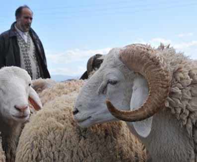»FGò dg øec Gh á«fgƒ«لهg IhÌdG 158 الفص ل ٦ I. مقدمة اأدت الرثوة احليوانية دورا تقليديا يف خمتلف نواحي االأمن الغذائي العربي: االإنتاج وا ستقرار االإمدادات والو صول والنوعية.