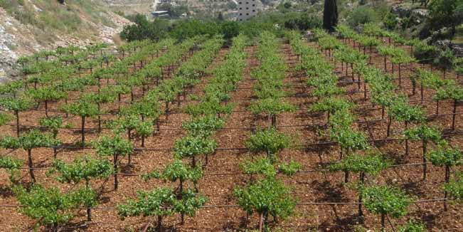 اáÄ«Ñd اá«Hô d : ا øec اò dاf «81 حملة المليون ششجرة لدعم المزارعين الفلسسطينيين ا é Ëôe kاô f اáYhQõŸ, ا QÉé TC øe ا ÈcC اùædسáÑ اƒàjõd QÉé TCG âلµ T âyqr Éªc اØdلùس» Ú«æ.