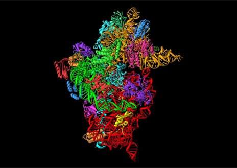 V. Ramakrishnan & D. E. Brodersen/Medical Research Council ج م ع بنك معلومات الربوتني العاملي ماال يقل عن )100,000( من تركيبات دقيقة لربوتينات خمتلفة منذ عام )1971(.