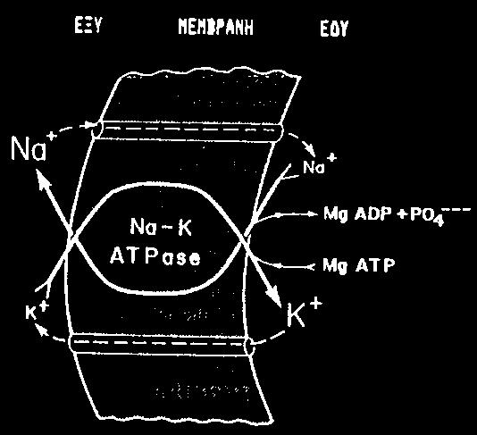 ATPase