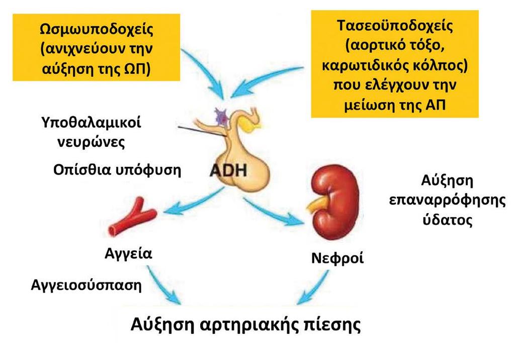 σχετίζονται με το σύστημα ρενίνης- αγγειοτενσίνης-αλδοστερόνης (ΡΑΑ),