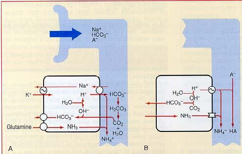 ΝΕΦΡΙΚΗ ΕΚΚΡΙΣΗ Η + 4500 meq ΗCO 3 -- Εκκριση Η + Επαναρρόφηση ΗCO 3 -- Σχηματισμός ΗCO 3 -- Luminal CA