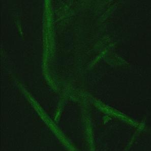 Following washing the residual protein the fabrics were incubated in 1 ml staining solution containing 5 mg/ml