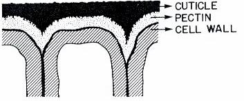 (Kolattukudy, Fig. 3 Cell wall of cotton fiber. A. Transmission electron microscopy of cotton (white lint) epidermis cell wall. PW: primary wall, SW: Secondary wall.