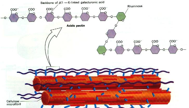 Cellulose microfibrile Hemicellulose איור 6 סכמה המתארת את המבנה והאינטראקציות של פולימרים של פקטין בדופן התא הראשונית.