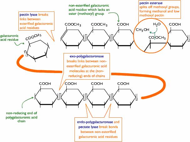 האנזים exo-polygalacturonase תיצור בזמן זה שרשרת ארוכה אחת עם מונומרים רבים). ) Sakai al., 1994 (et al.,1993 ; Bodie et (איור.