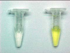 p-np concentration (mm) 3 2 1 Esteras cutinase esterase Cutinas 0 0 100 200 300 Time (min) איור 26 מבחן ייחודי לקוטינאז על ידי שימוש בסובסטרט ester) 4-nitrophenyl (16-methyl sulfone.