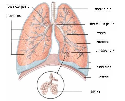 105 הגברת קצב השאיפה והנשיפה תאפשר קליטת חמצן מוגברת לגוף.)וסילוק מוגבר של פחמן דו-חמצני(. תאר את תהליך האוורור במערכת הנשימה ואת התאמת המבנה לתפקיד.