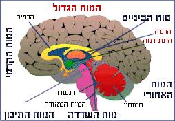 of Cellular Biology & Anatomy, Louisiana State University Health Sciences Center מאת Shreveport (colored by was_a_bee.