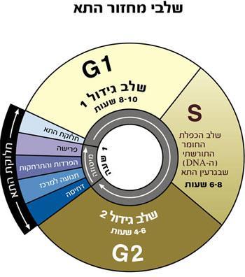 37 3.בגרף מתואר השינוי בכמות ה- DNA בתא לאורך מחזור תא אחד. איזה משפט מתאר נכון את שלבי המחזור לבין הספרה המתארת אותו בגרף? כמות ה- DNA בתא 1 2 3 4 א. ב. ג. ד.