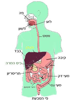98 כבד - מעי גס - כיס מרה - תריסריון - ב. היכן פעיל כל אחד משלושת האנזימים: עמילאז, פפסין, ליפאז. העמילאז פעיל היטב בסביבה נייטרלית )בעלת 7=PH בערך(.