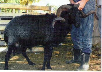Επιπλέον όλα τα πρόβατα των κοπαδιών των εκμεταλλεύσεων ανήκουν στην τοπική φυλή της Λέσβου. Συνολικά στο νησί υπάρχουν 300.000 περίπου πρόβατα όπου ανήκουν στην τοπική φυλή.