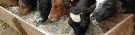 Aberdeen Angus,