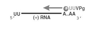 ΕΙΣΑΓΩΓΗ ΚΥΚΛΟΣ ΖΩΗΣ ΤΩΝ ΠΟΛΙΟΪΩΝ ιικό RNA(+) σύνθεση RNA(-) RF σύνθεση RNA(+) RI RNA(+) όπου: RF (replicative form) δίκλωνο RNA πλήρους μήκους RI (replicative intermediate) κλώνος RNA(-) μερικά