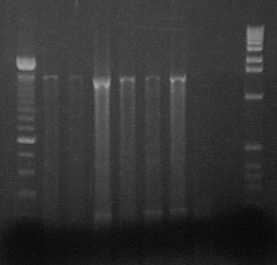 ΑΠΟΤΕΛΕΣΜΑΤΑ ΑΠΟΤΕΛΕΣΜΑΤΑ DOP-PCR 3.2.