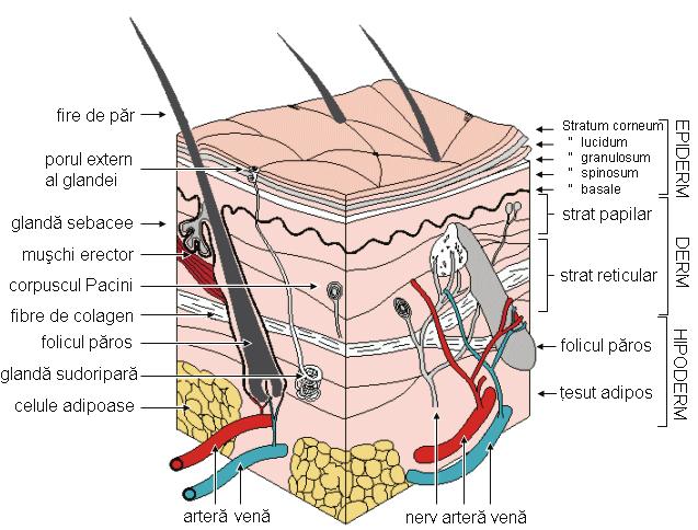 Poligrafia 85 Figura 56. Structura pielii. Activarea glandelor exocrine reprezintă un proces fiziologic simplu cu interes major în psihofiziologie, datorită faptului că este reglată neural.