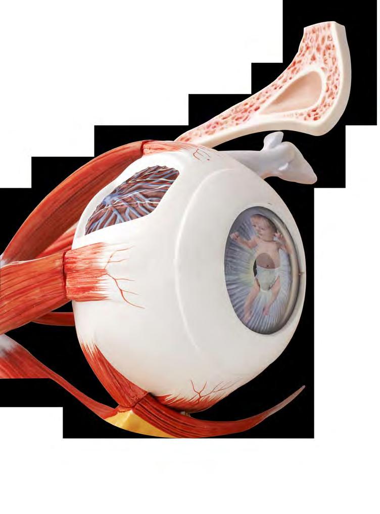 מחלות עיניים תורשתיות בקרב ילדים גישה מעשית לרופא הילדים ולרופא המשפחה ד"ר נדב בלפר מ ספר רב של מחלות עיניים תורשתיות מופיעות בגיל הצעיר או סמוך ללידה.