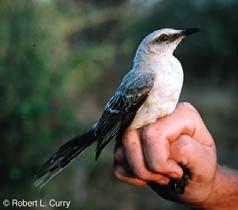 gilvus