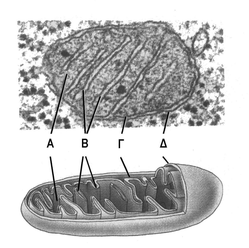 6. Το σχήμα δείχνει οργανίδιο της κυτταρικής αναπνοής.
