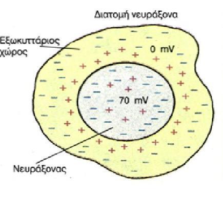 Πώς ενεργοποιείται ένας νευρώνας; Οι νευρώνες έχουν διάφορα ιόντα(θετικά ή αρνητικά φορτισμένα μόρια), με βασικότερα τα: ιόντα καλίου K + ιόντα νατρίου Na + ιόντα χλωρίου Cl ιόντα ασβεστίου Ca ++ Οι