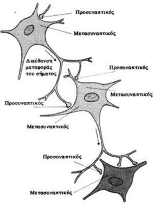 Ένας μεμονωμένος νευρώνας μπορεί να δεχθεί ηλεκτροχημικά σήματα από δεκάδες χιλιάδες άλλους νευρώνες.