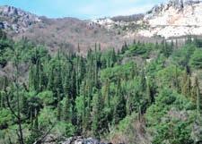 учешће већег броја термофилних врста од којих су многе из вегетације гарига - жуква ( a iu ju u ), црвена клека ( u i u u ), зеленика (P