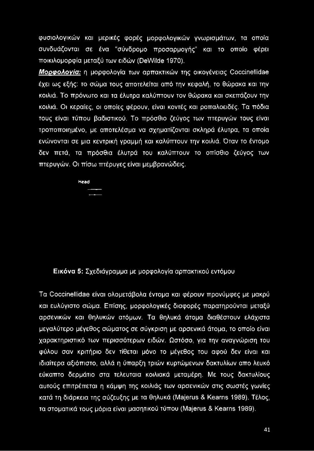 Το πρόνωτο και τα έλυτρα καλύπτουν τον θώρακα και σκεπάζουν την κοιλιά. Οι κεραίες, οι οποίες φέρουν, είναι κοντές και ροπαλοειδές. Τα πόδια τους είναι τύπου βαδιστικού.