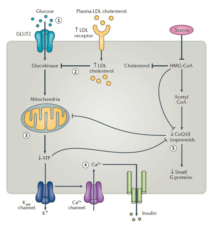 Μηχανισμοί δράσης : Επίδραση στην έκκριση ινσουλίνης από το β κύτταρο. (1) Οι στατίνες μειώνουν το mrna και την έκφραση πρωτεΐνης των GLUT2, περιορίζοντας την πρόσληψη γλυκόζης.