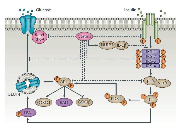 Μηχανισμοί διαβητογόνου δράσης στατινών : Αντίσταση στην ινσουλίνη Μειωμένη συγκέντρωση χοληστερόλης στην κυτταρική μεμβράνη αυξάνοντας την ρευστότητα της μεμβράνης.
