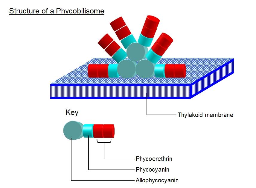 pigmenti: hlorofil a CYANOPROKARYOTA karotenoidi β karoten, miksoksantofil u unutrašnjosti tilakoida