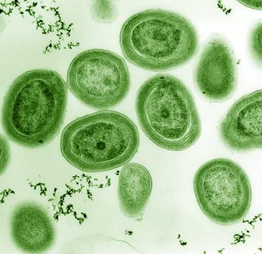 Prochloron i Prochlorococcus 1 rod -
