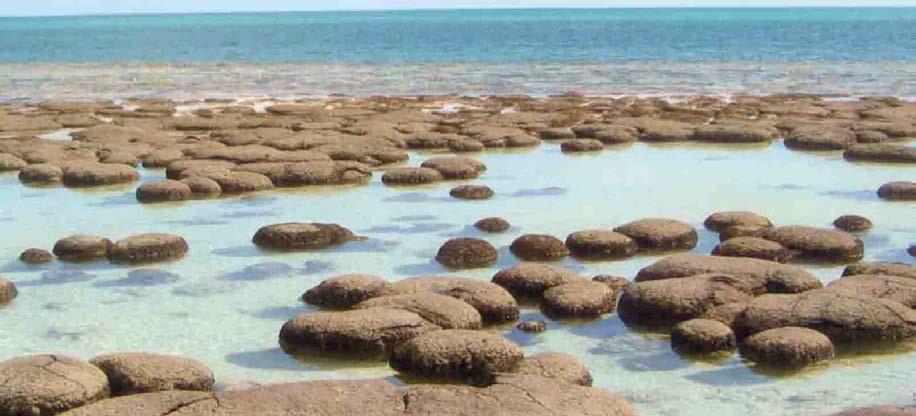 stromatoliti (gr.