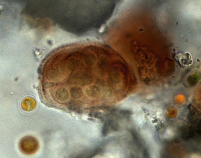 herbivora zaštita od UV