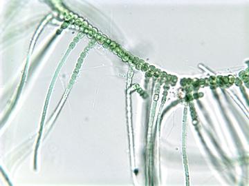 Mastigocladus laminosus obligatni termofil, u