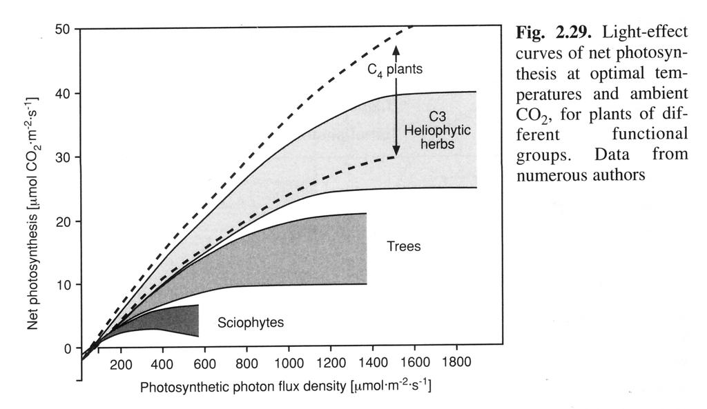 Svetlobne krivulje netofotosinteze rastlin različnih funkcionalnih