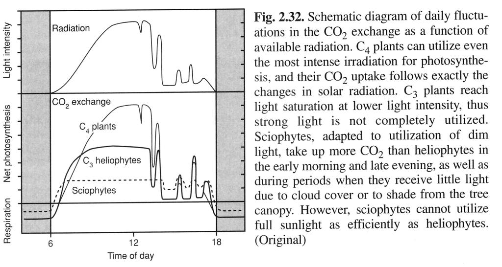 Shematski prikaz dnevnega spreminjanja izmenjave CO 2 v odvisnosti od jakosti Sevanja; C4 rastline imajo