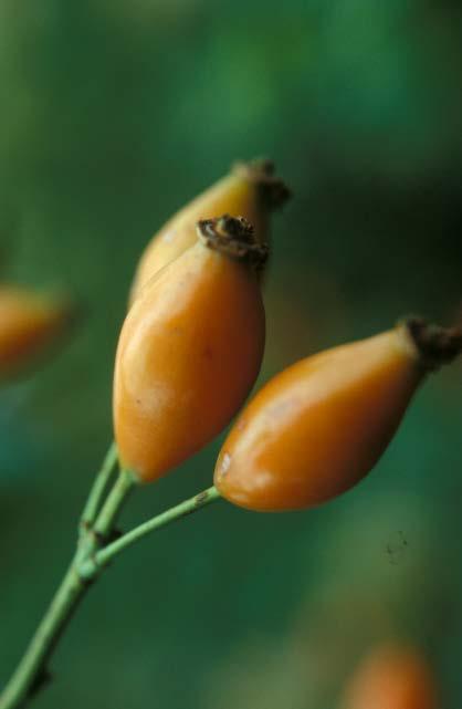 V plodu navadnega šipka (Rosa canina L.