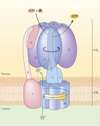 ATP-aza