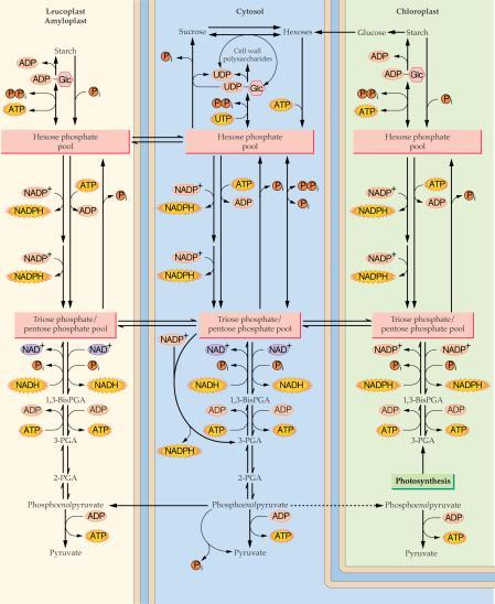 Izmenjava metabolitov