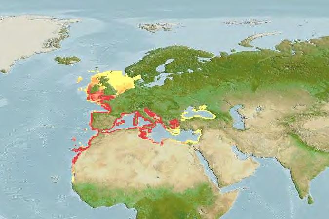 10 Εικόνα 1. Γεωγραφική κατανομή του Sparus aurata sp. (Fishbase.org) Το σώμα είναι ατρακτοειδές, ψηλό με μια μαύρη κηλίδα στο βραγχιακό επικάλυμμα. Απαντά σε λιβάδια φυκιών και αμμώδεις βυθούς.