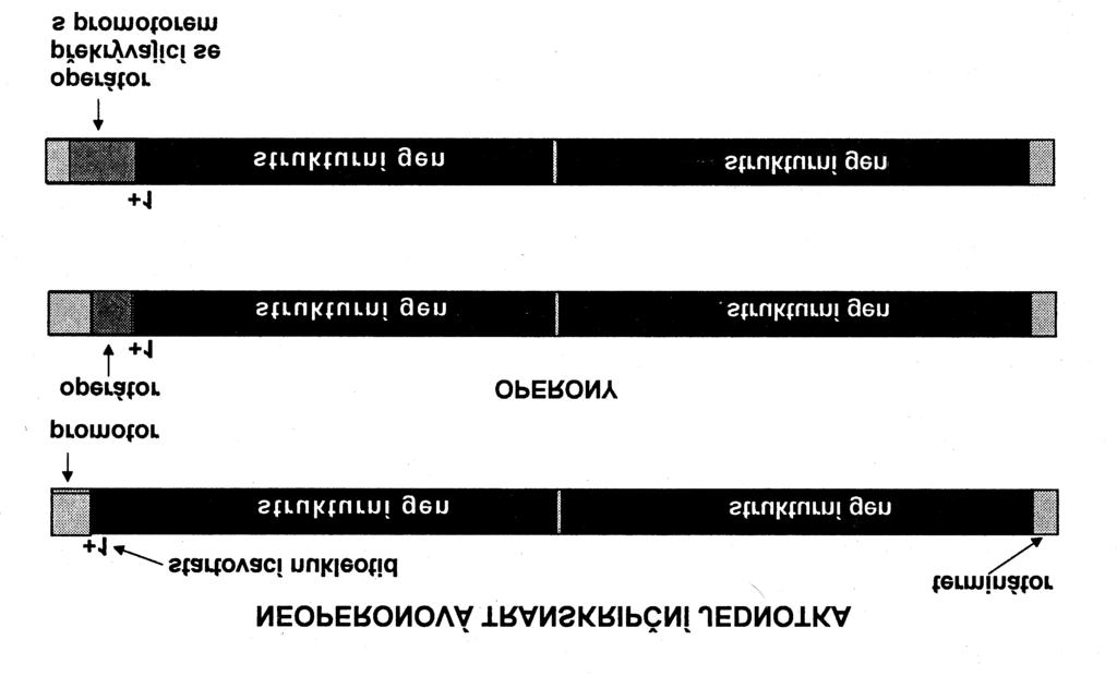 P5/1 Transkripcia bakteriálneho genómu prenos genetickej informácie z DNA (chromozómovej, plazmidovej) do RNA DNA-riadená RNA-polymeráza (EC 2.7.