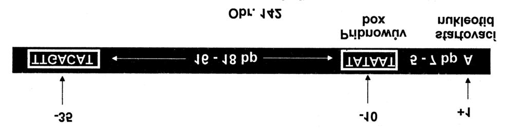P5/2 Bakteriálny promótor promótory jednotlivých transkripčných jednotiek sú dosť podobné (afinita k jednej RNA-polymeráze), sila promótora (tým silnejší, čím viac sa približuje ku konvenčným