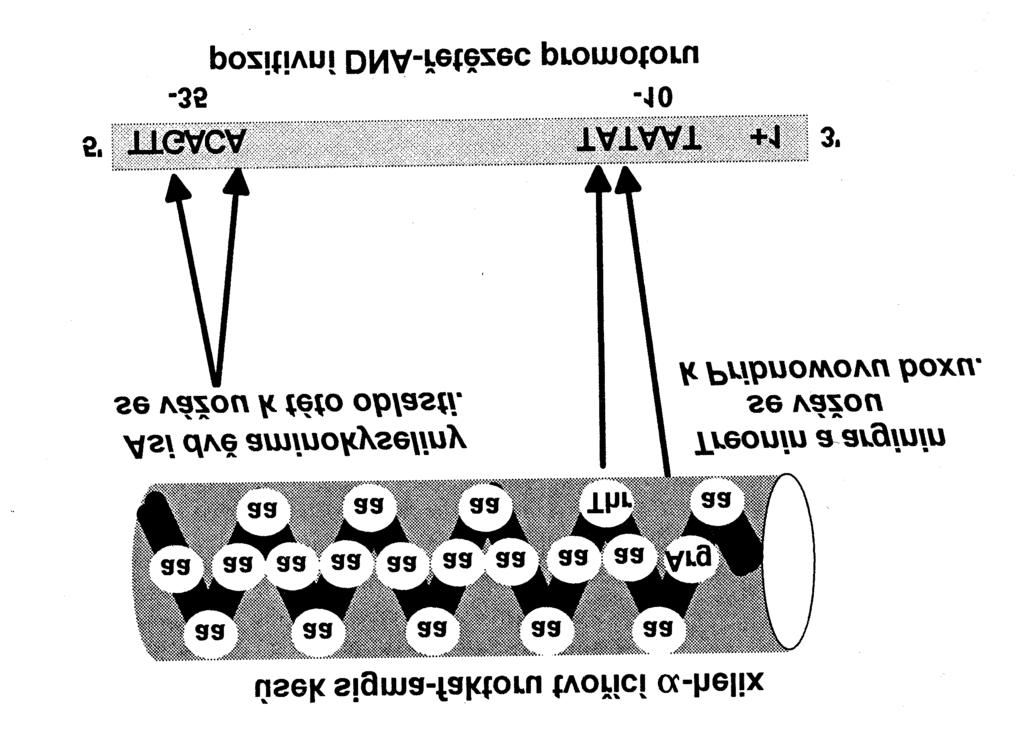 P5/3 Iniciácia transkripcie sigma faktor sa viaže na promótor prostredníctvom AMK v a helixe (-35/2 AMK, -10/treo, arg) -35 rozpoznávacia funkcia -10 premieňa uzatvorený komplex na