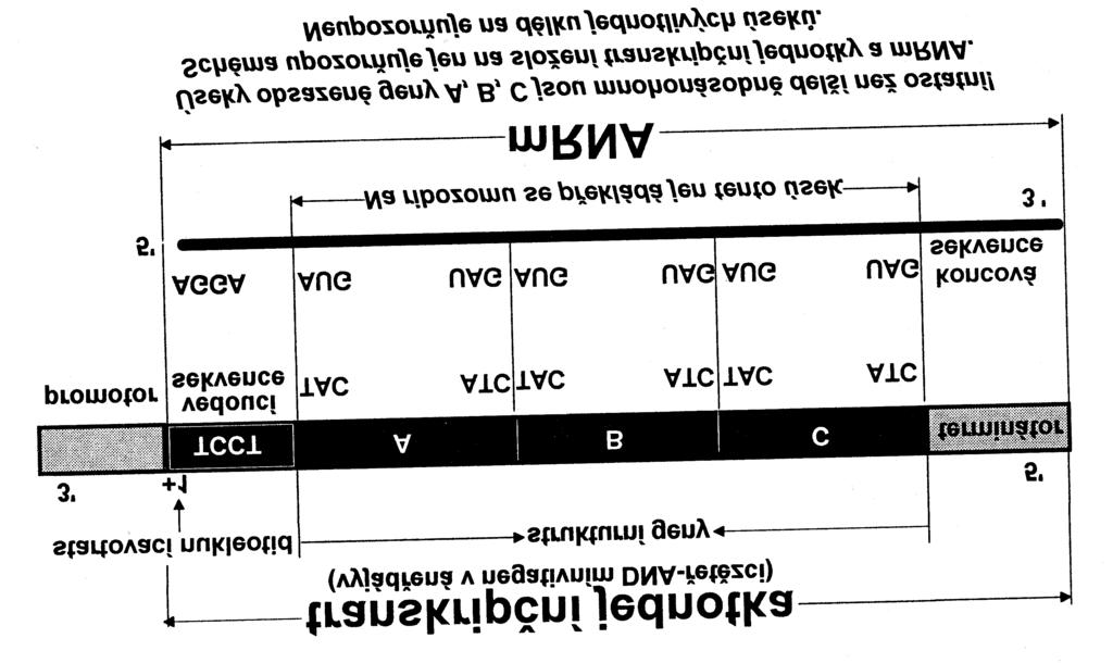 P5/6 Transkripcia štrukturálnych génov bakteriálna transkripčná jednotka obsahujúca štrukturálne gény sa odlišuje od ostatných transkripčných jednotiek v tom, že medzi promótorom a prvým